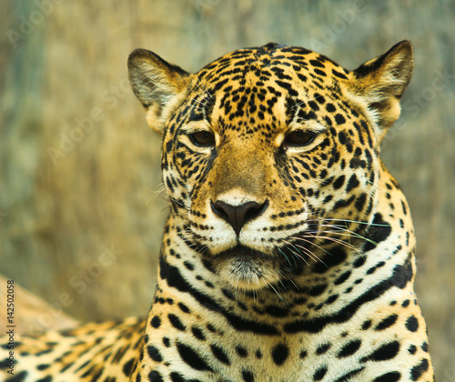 Jaguar and lived in Central America and South America © Photo Gallery
