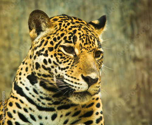 Fototapeta Naklejka Na Ścianę i Meble -  Jaguar and lived in Central America and South America