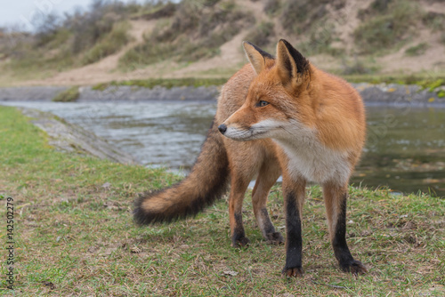 Close-up of a red fox