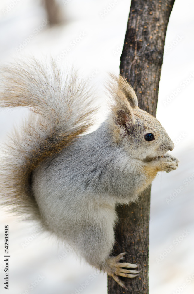 Fototapeta premium Fluffy squirrel eating nuts