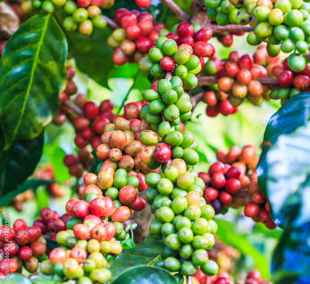 Arabica coffee beans on tree 
