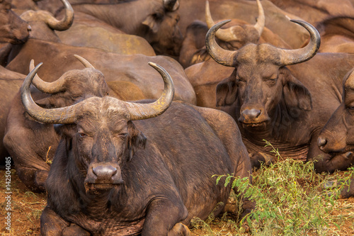 Cape Buffalo Herd - South Africa