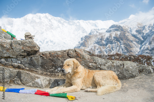 Dog at Annapurna base camp Himalaya range, Nepal