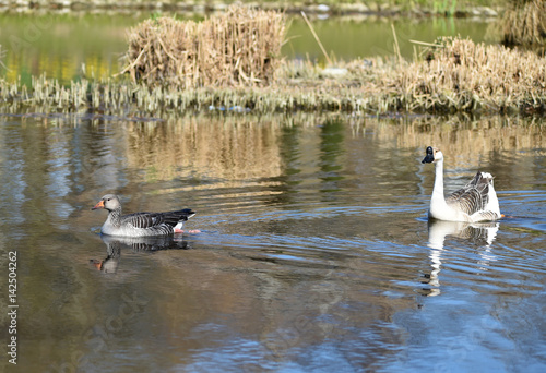 Graugans und Höckergans im See