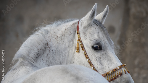 Grey arabian horse head on light background isolated, portrait closeup