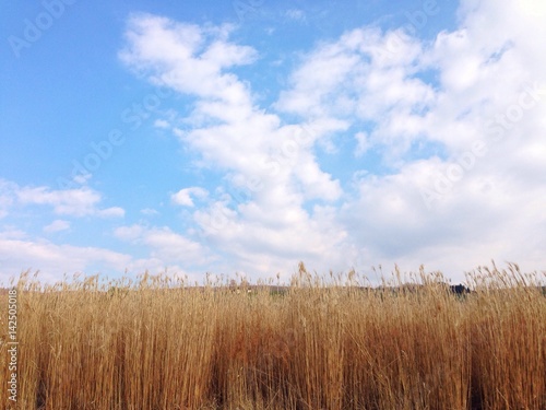 tall brown grasses under the blue sky