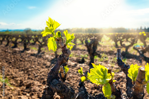 Young vineyard buds blooming.