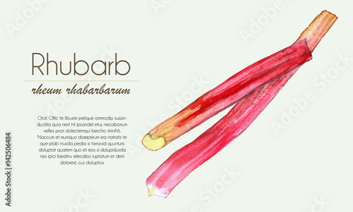 Rhubarb stalks watercolor