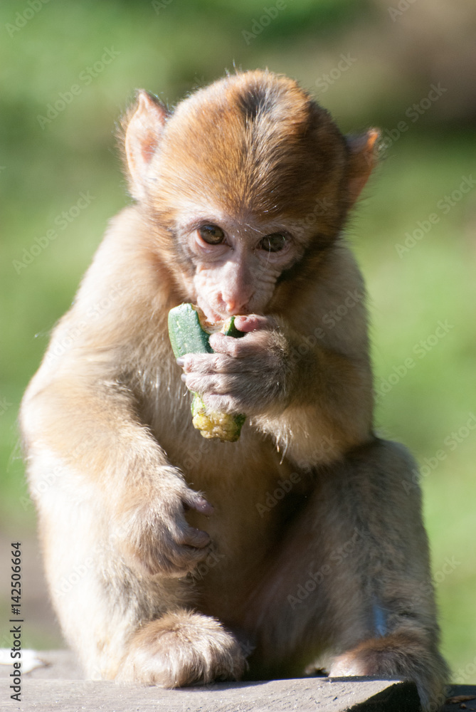 Fototapeta premium Affe jungtier essend