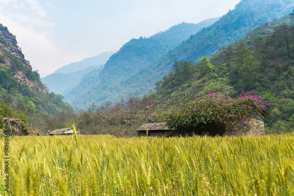 Nepal Rice field in the Himalaya Range