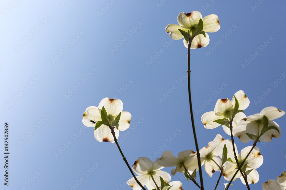 Fototapeta premium Southern dogwood trees in bloom