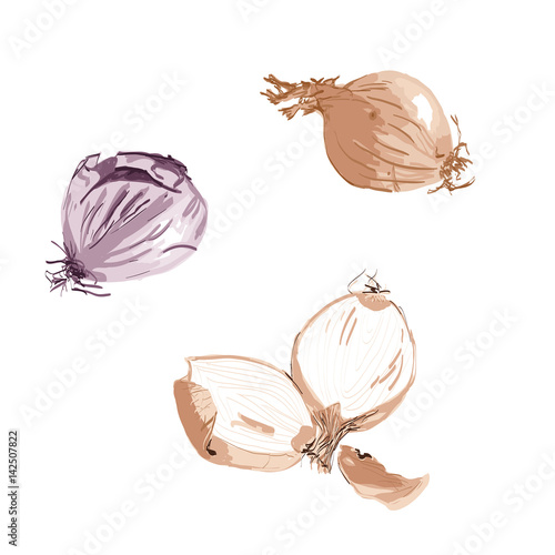 Zwiebeln ungeschält - violett, gelb, halbiert