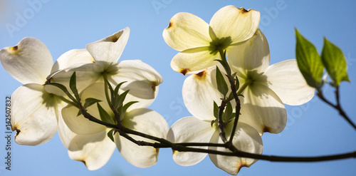 Southern dogwood trees in bloom photo