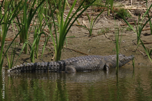 crocodile gambie gambia
