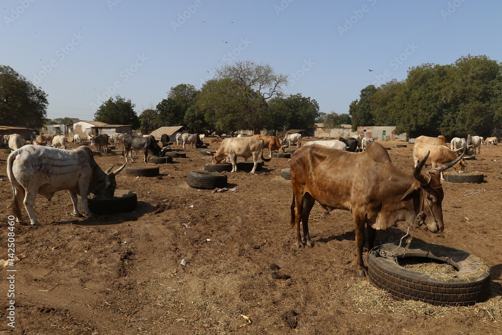 Obraz premium bétail cattle marché gambie