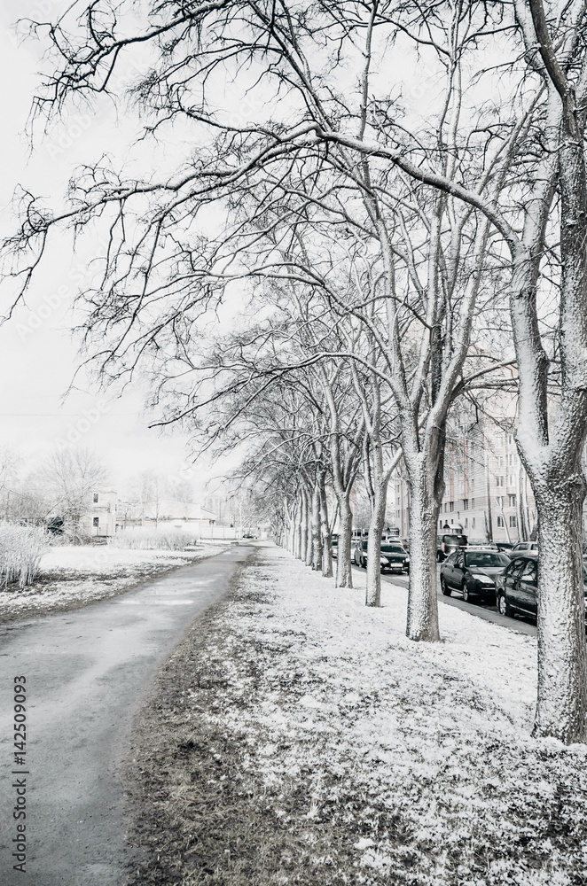 View of an avenue with trees in a cold snowy spring View of an avenue with trees in a cold snowy spring