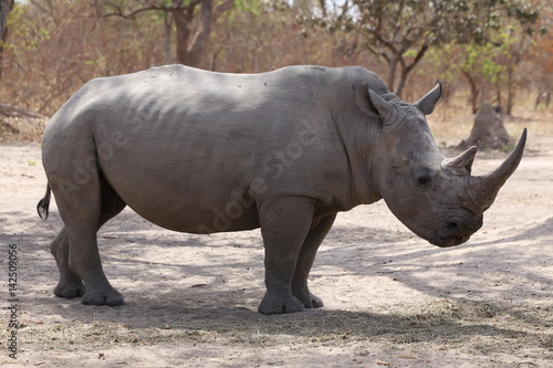 sénégal rhino 