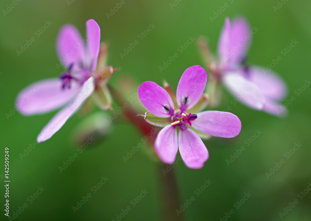 Small pink spring flowers on natural green background Small pink spring flowers on natural green background