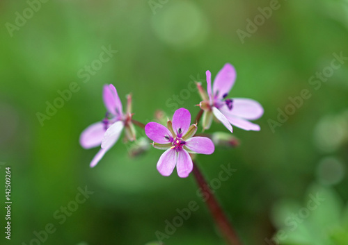 Small pink spring flowers on natural green background