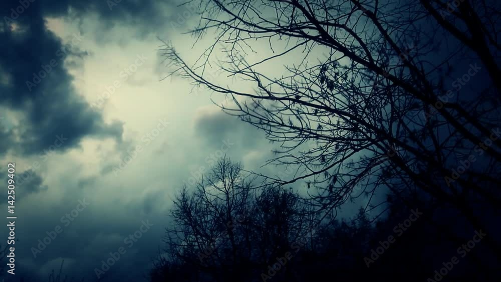 Leafless trees silhouetted and blowing in the wind . Storm sky.