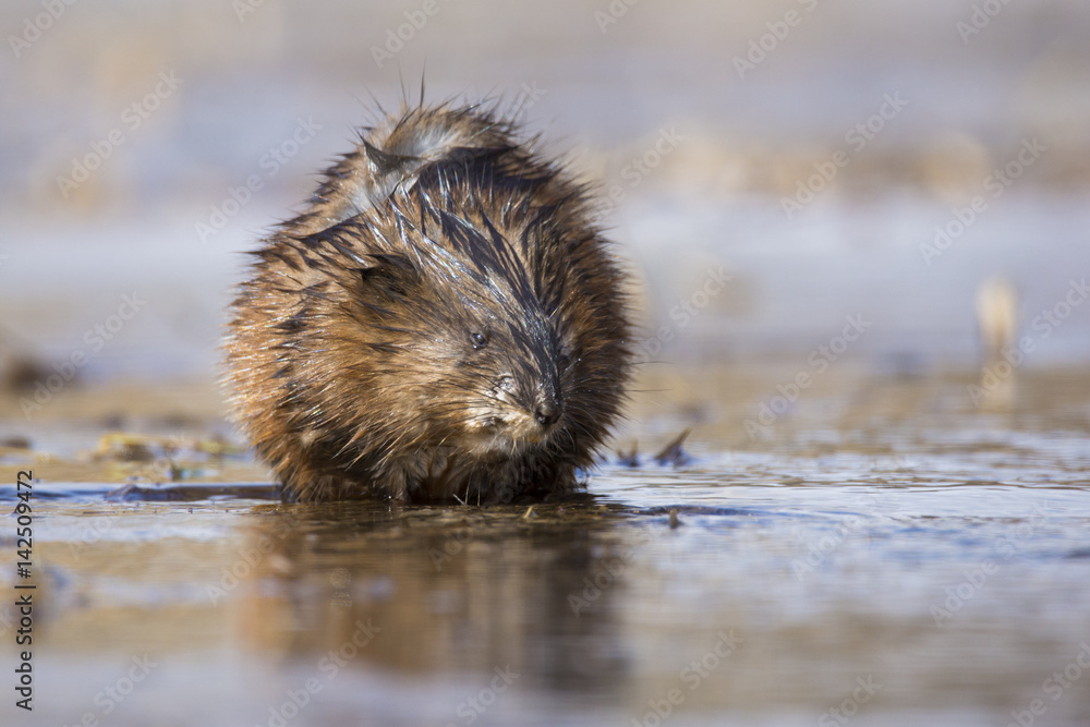 Muskrat in spring Muskrat in spring