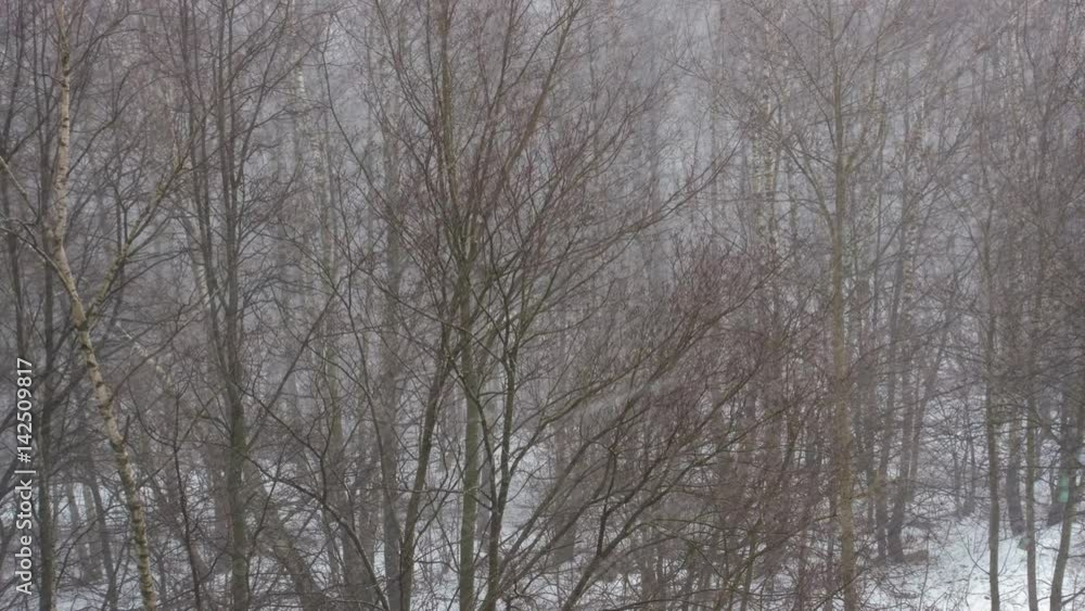 Falling snow in the winter forest. 4k Timelapse Falling snow in the winter forest. 4k Timelapse