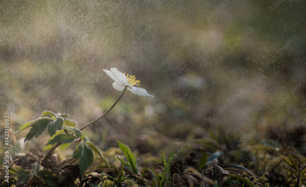 Buschwindröschen im Sprühregen