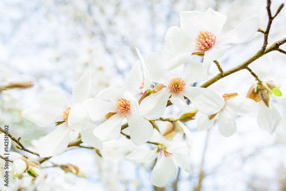 Blooming white magnolia in park. Floral background. Blooming white magnolia in park. Floral background.