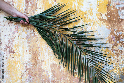 Palm branch in woman hand and beautiful old vintage cracked paint wall as a palm sunday background and exotic travel destination concept