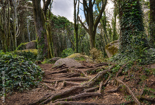 misterious path in woods