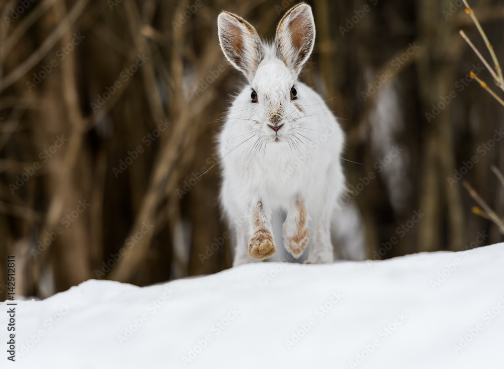 White Snowshoe Hare Portrait in Early Spring White Snowshoe Hare Portrait in Early Spring
