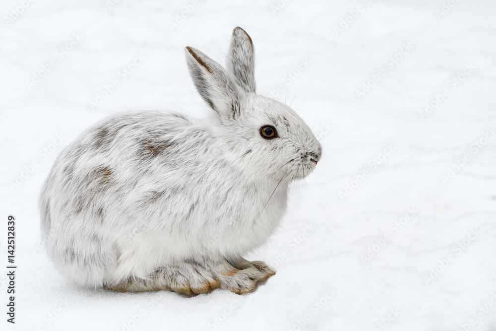 Obraz premium White Snowshoe Hare in Winter