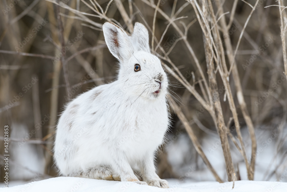 Naklejka premium White Snowshoe Hare in Winter