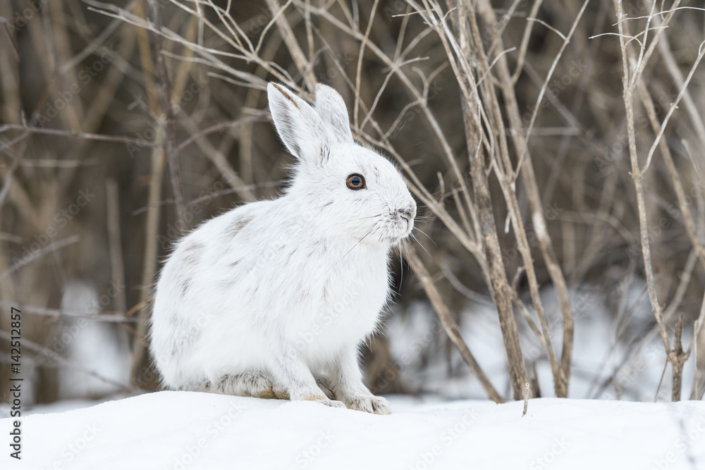 Naklejka premium White Snowshoe Hare Portrait in Early Spring