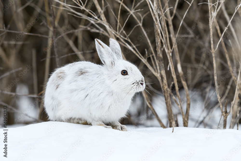 White Snowshoe Hare Portrait in Early Spring White Snowshoe Hare Portrait in Early Spring