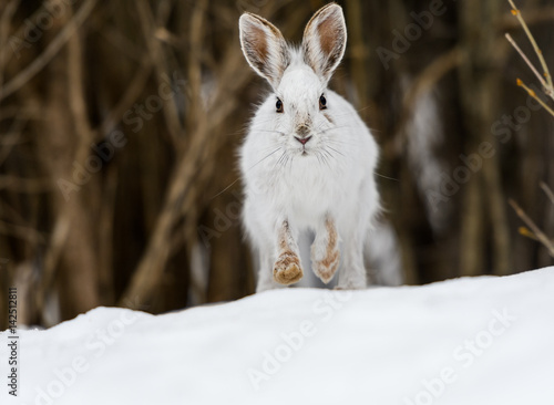 White Snowshoe Hare Portrait in Early Spring