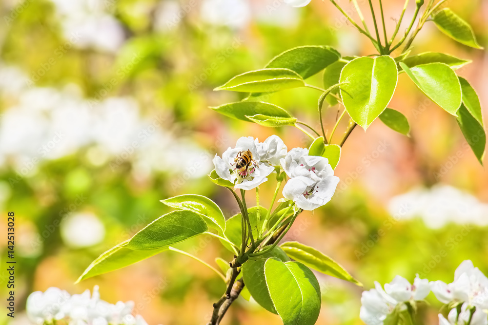 Fototapeta premium Flowering branch of pear tree on blurred background spring garden