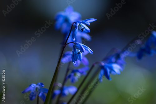 bluebell flowers grow photo