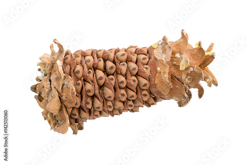 Nuts of cedar pine. © romiri