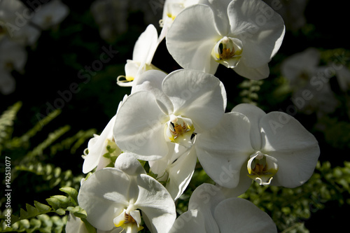 Orchids