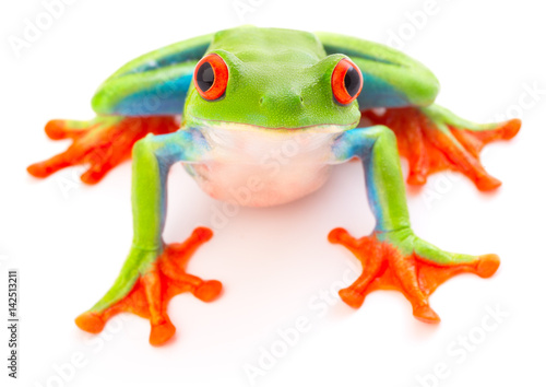 Red eyed tree frog an animal with vibrant eyes. Agalychnis callydrias lives in the rain forest of Costa Rica and Panama. Amphibian isolated on white background. .