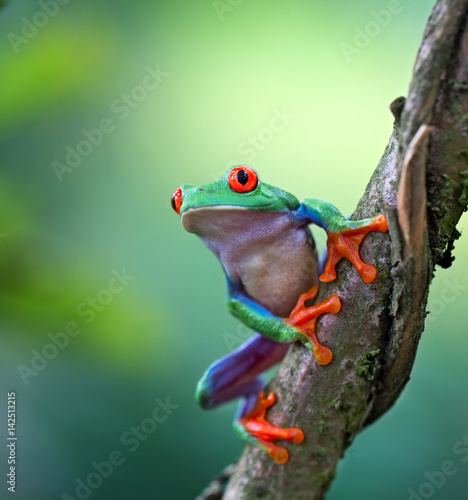 Red eyed tree frog, Agalychnis callydrias ready to jump. A tropical animal from the rain forest of Costa Rica