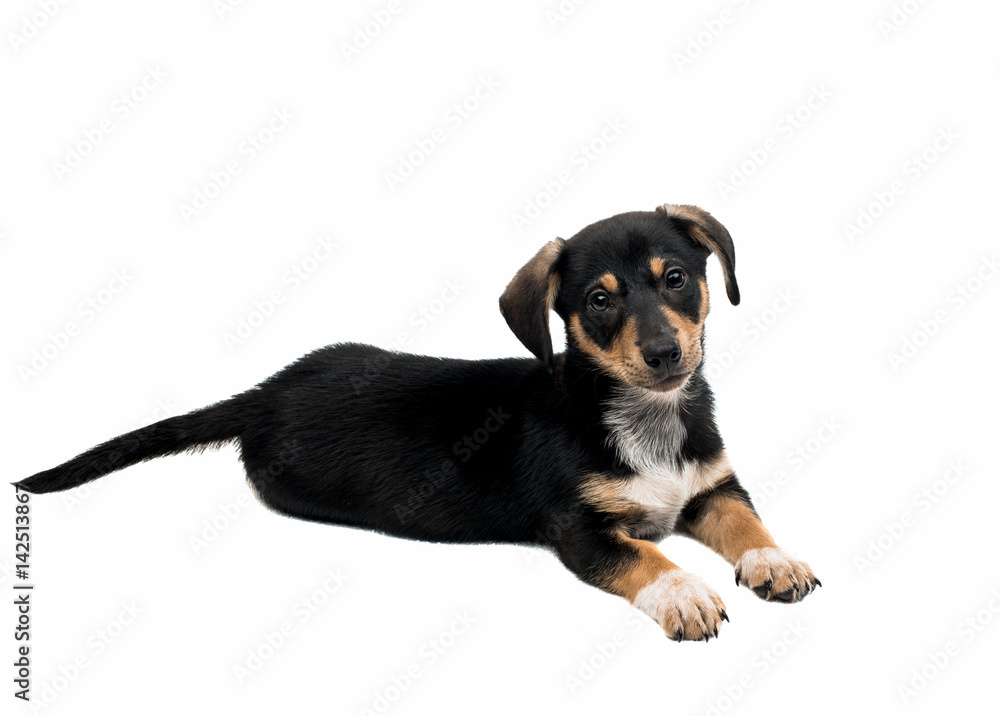 Dachshund isolated Dachshund isolated