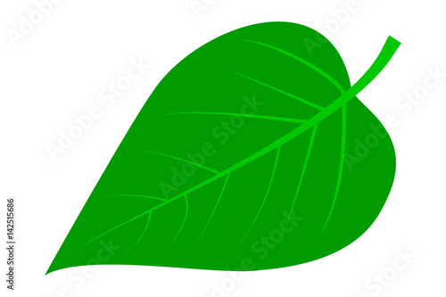 lilac - leaf vector illustration , 