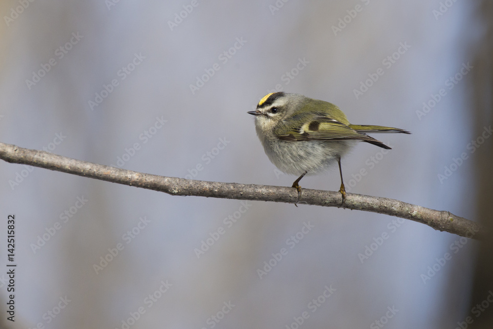 Obraz premium Golden-crowned-Kinglet