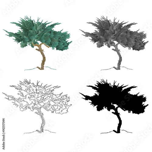 Old tree mountain Cupressus color black and white contour of the silhouette vector