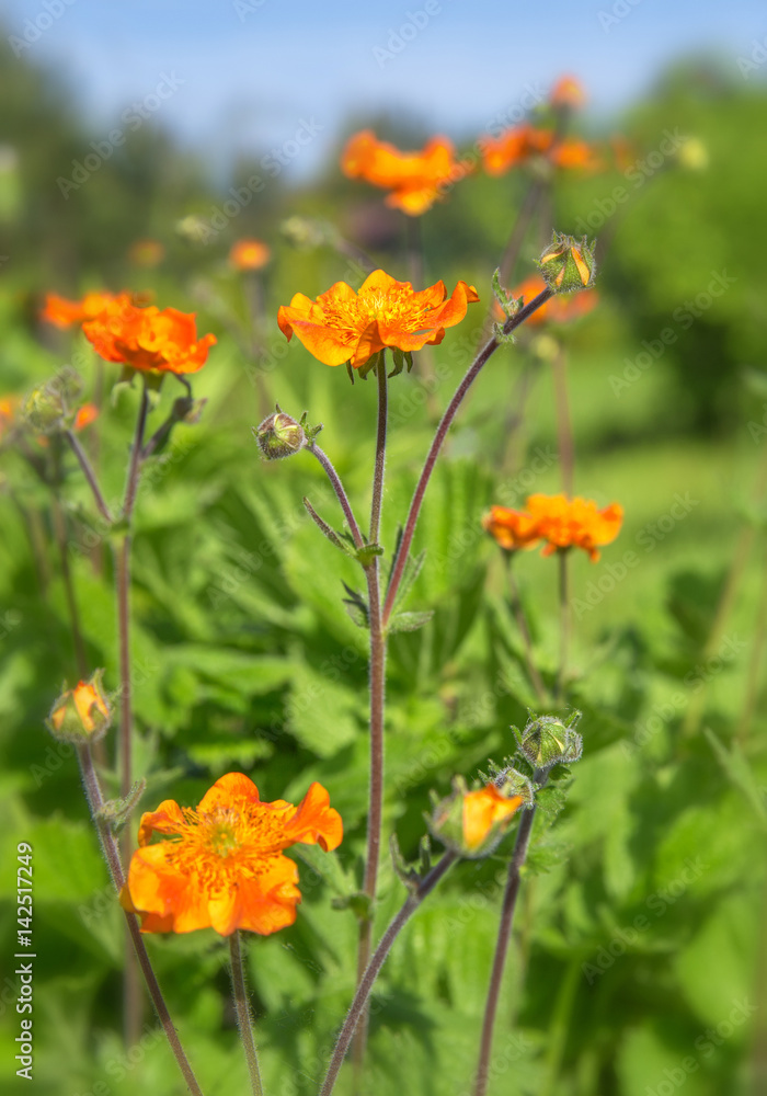 Red avens (Geum coccineum) in garden on sunny day. Small bright red orange flowers in the sunlight. Spring summer nature background. Red avens (Geum coccineum) in garden on sunny day. Small bright red orange flowers in the sunlight. Spring summer nature background.