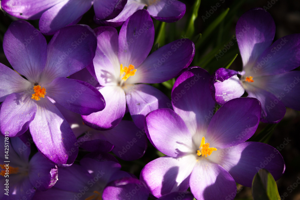 Spring crocus Spring crocus