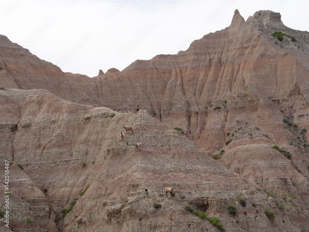 Fototapeta premium Sheep in the Badlands of South Dakota.