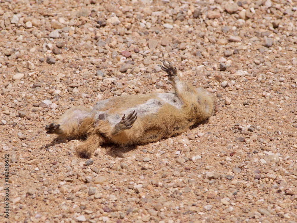 Obraz premium Prairie Dog that bit the dust in South Dakota.